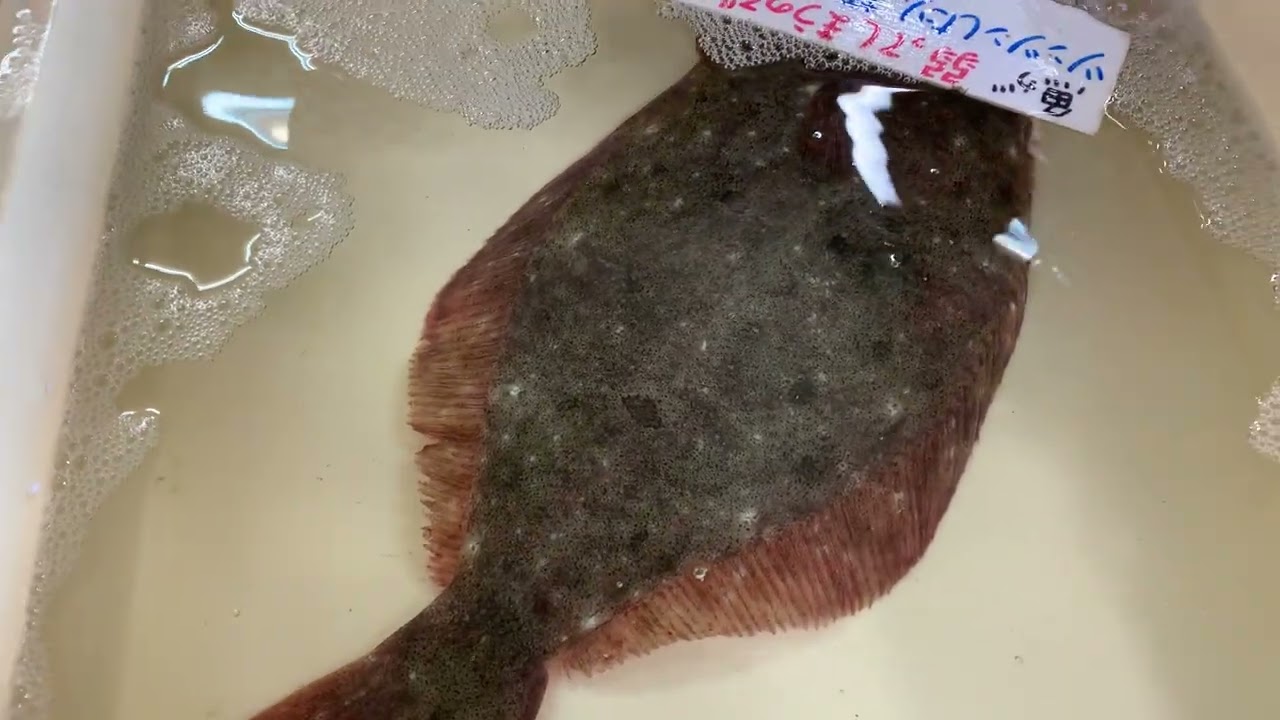 道の駅笠岡ベイファーム鮮魚コーナー2／8