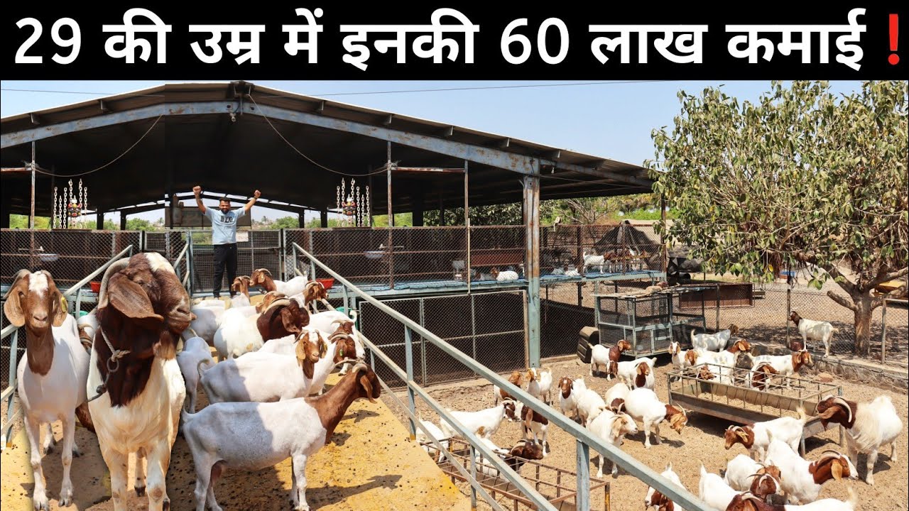 29 साल के लड़के का सफल Goat Farming Business | African Boer Goat