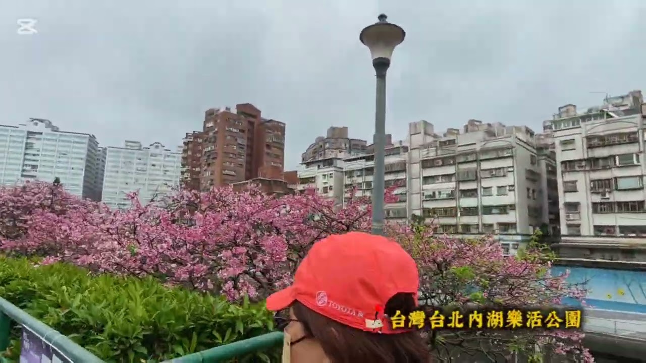 台灣美景之「台北內湖樂活公園櫻花季」悠閒音樂欣賞