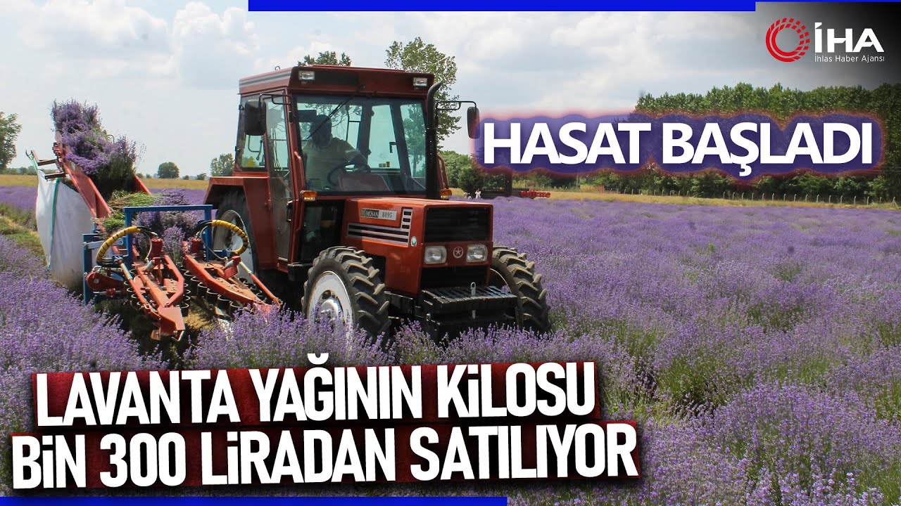 Hasadı Başlayan Lavanta Yağının Kilosu Bin 300 Liradan Satılıyor