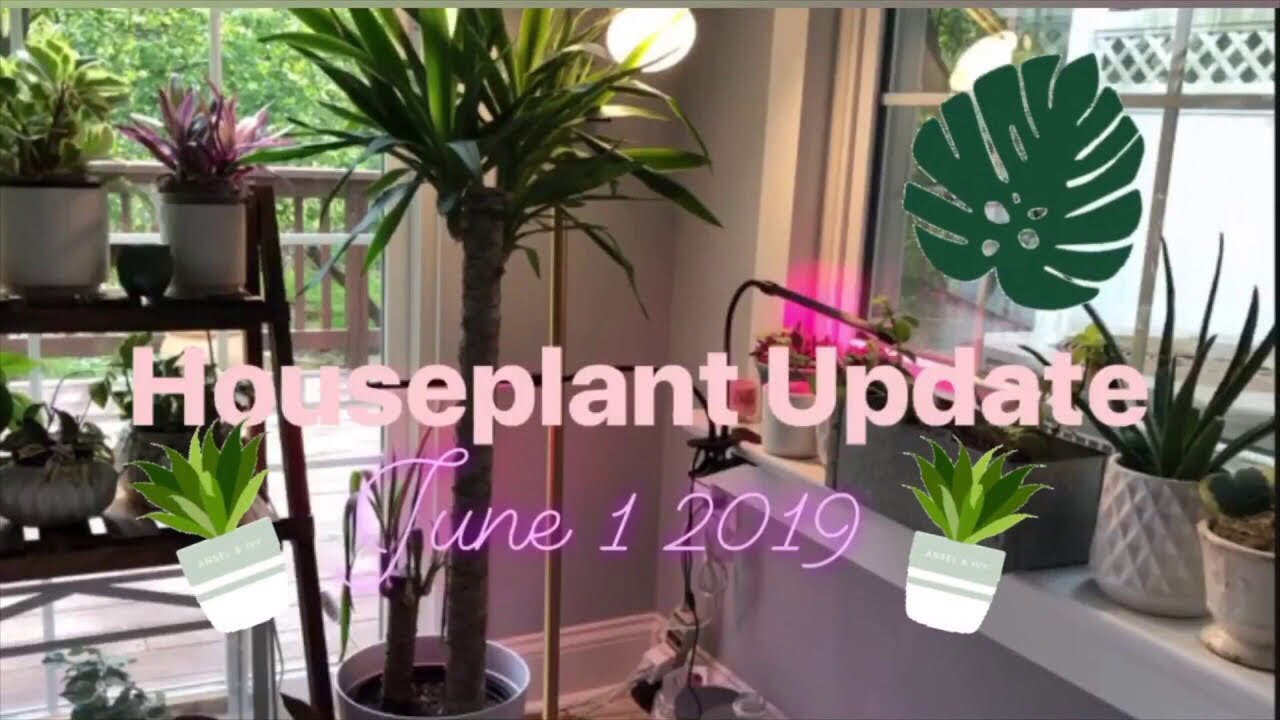 Houseplant Update: June 1 2019