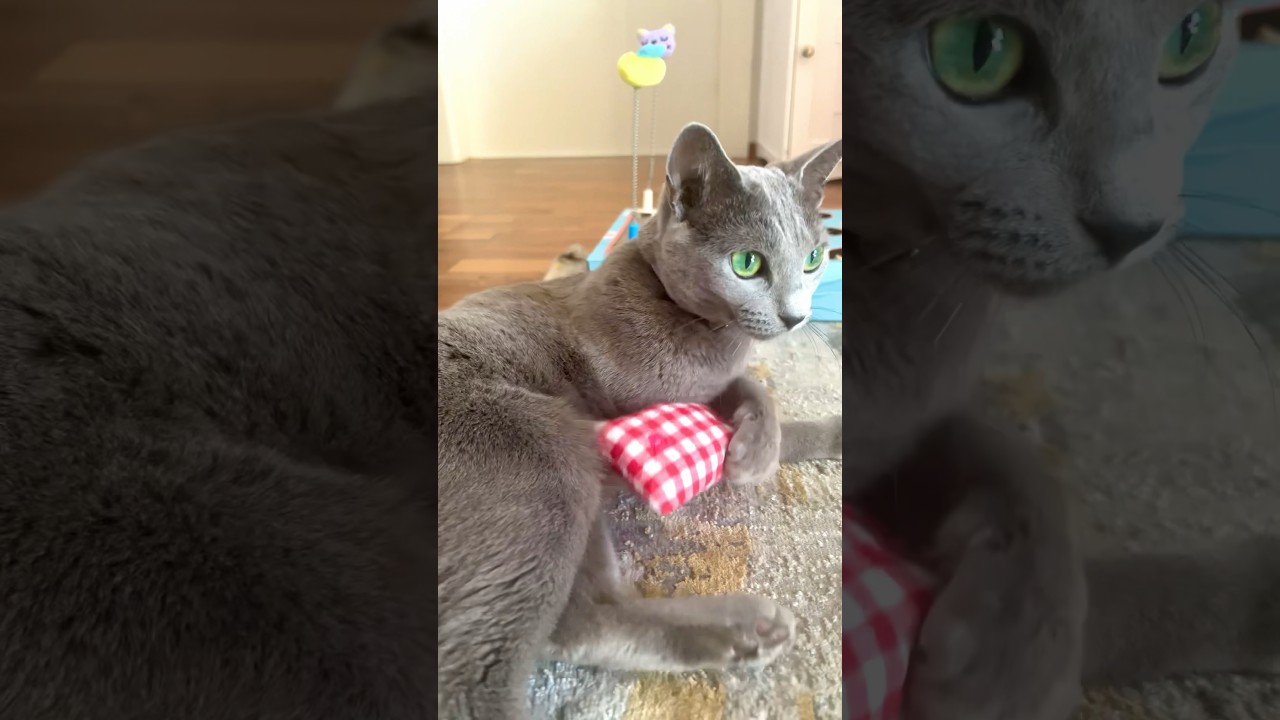 RussianBlue cat enjoying her new catnip pillow🐱💕 #cat #cats #russianblue #cutecat #catnip #shorts