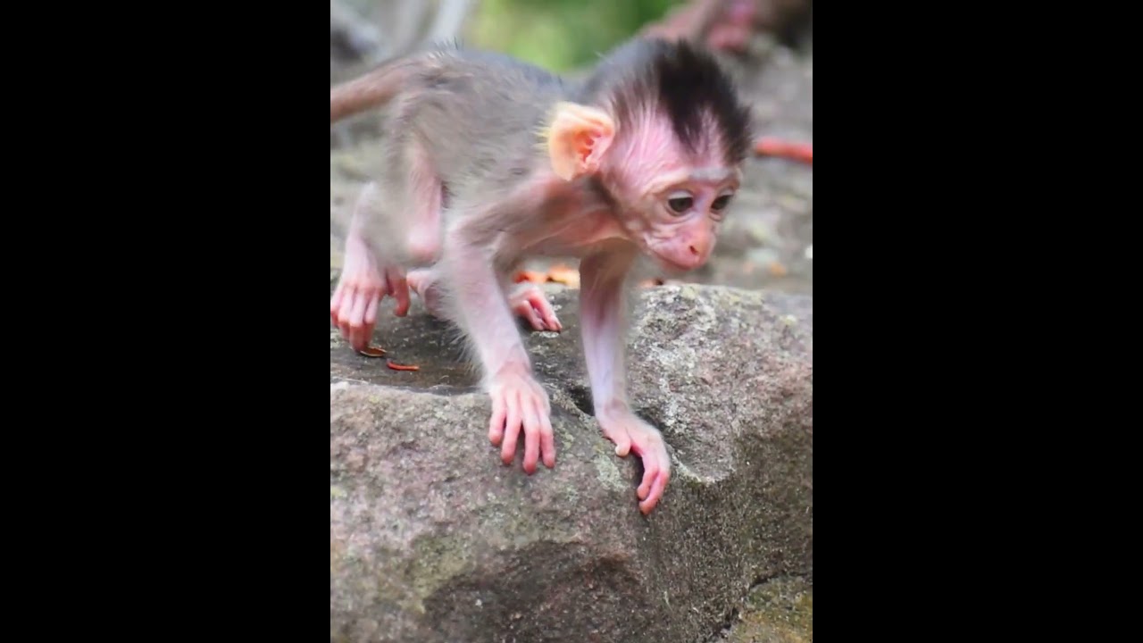 A little baby monkey trying to walking