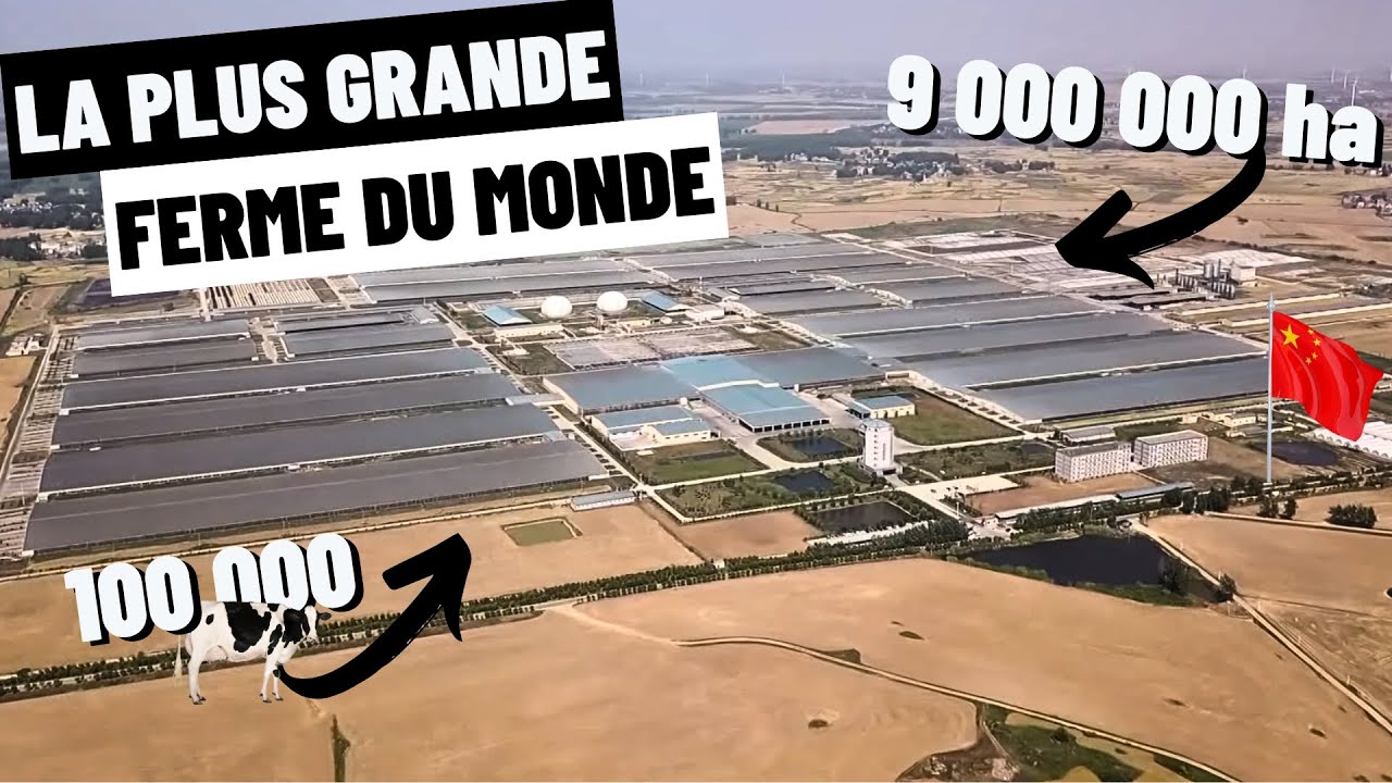LA PLUS GRANDE FERME LAITIERE DU MONDE - 100 000 vaches !