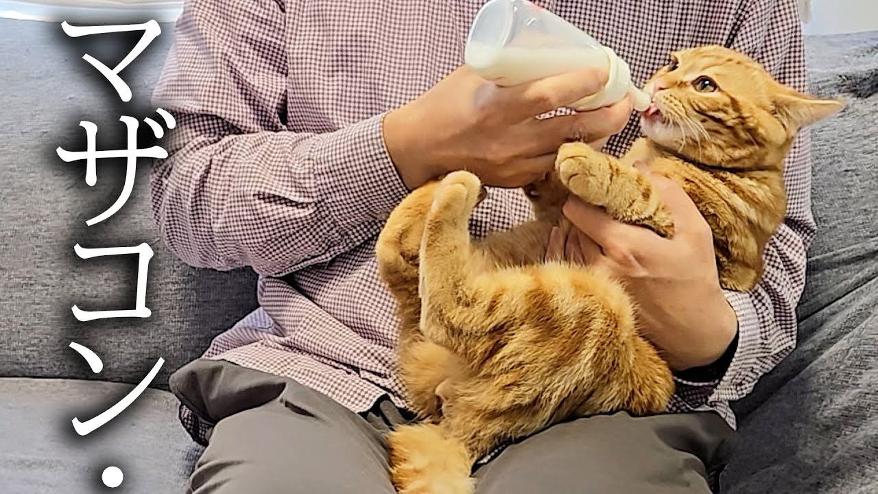 去勢して元気がない子猫にミルクをあげたら大変なことに...