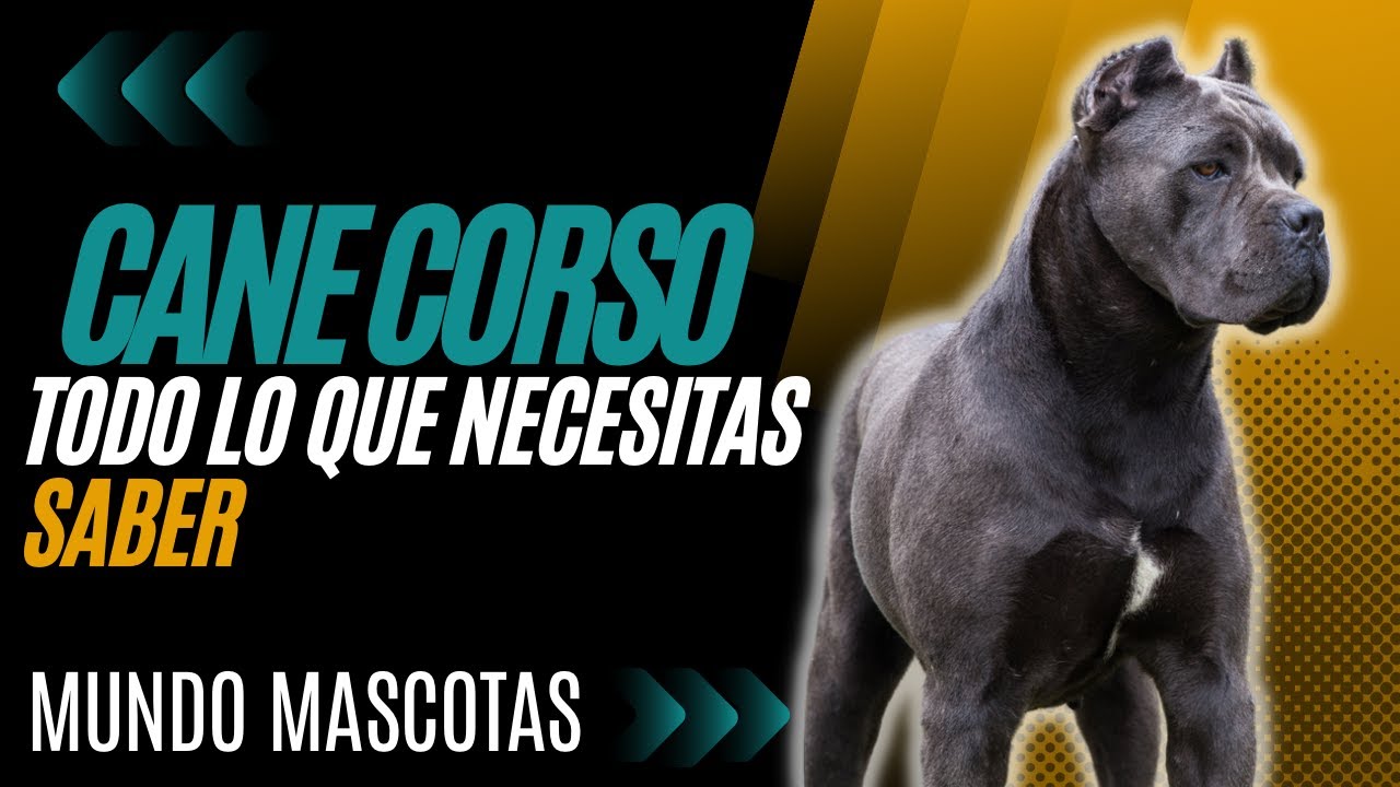 La verdad revelada sobre los Cane Corso: Lo que debes saber antes de comprar