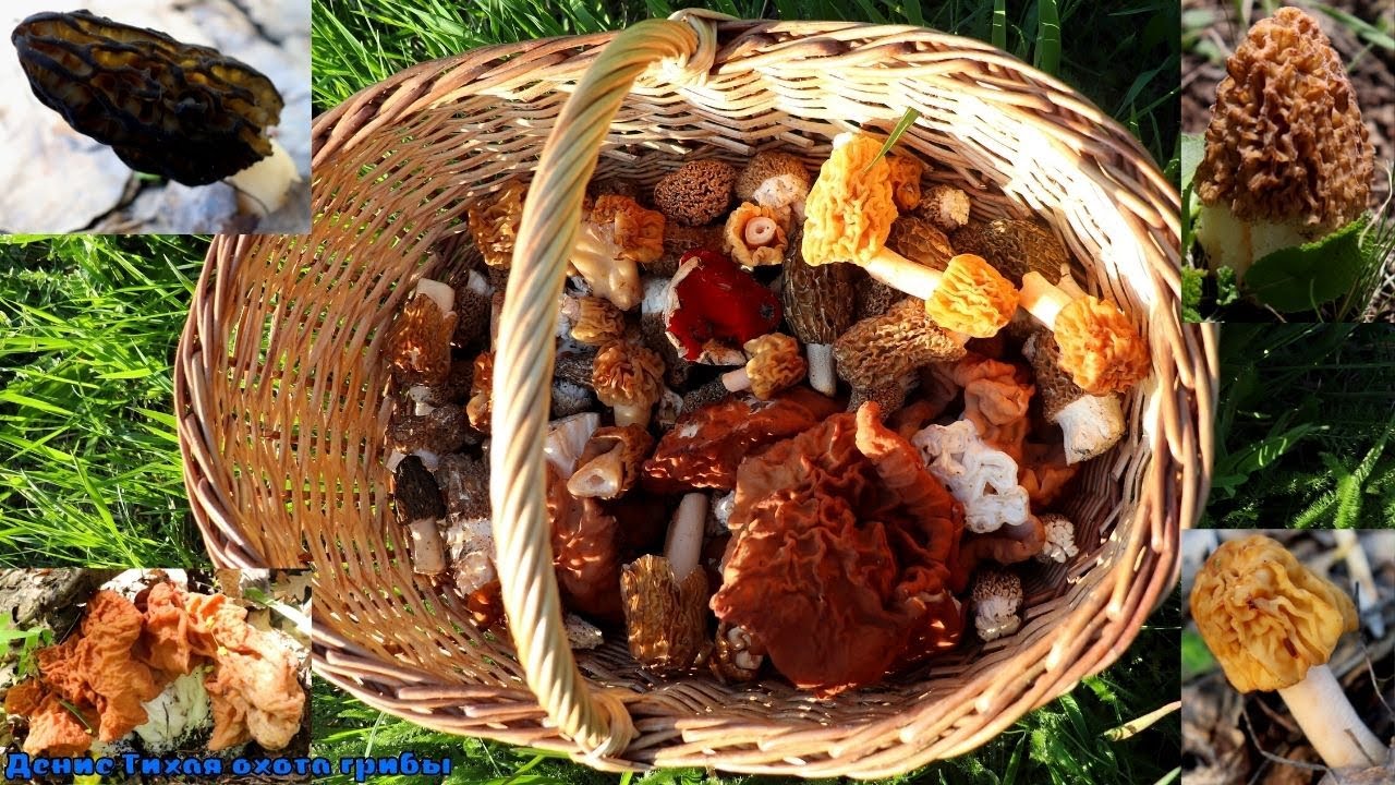 Огромные строчки и разные сморчки