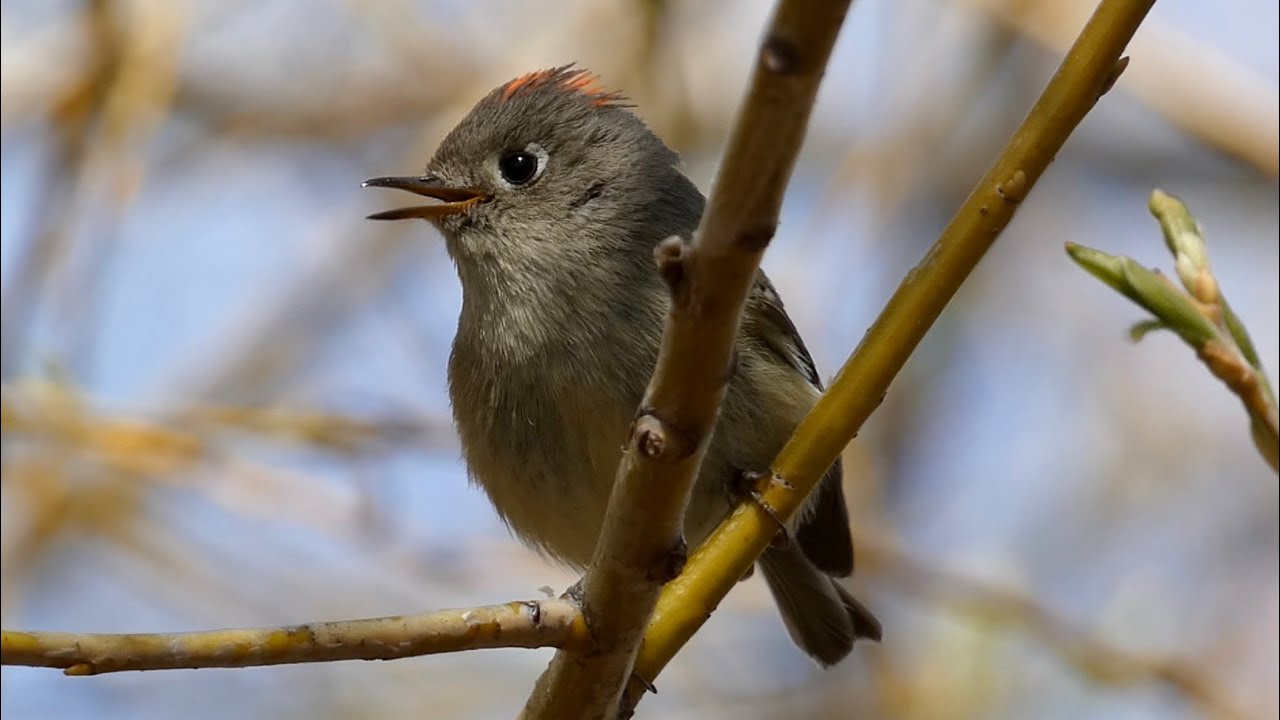 Ruby-crowned Kinglet!