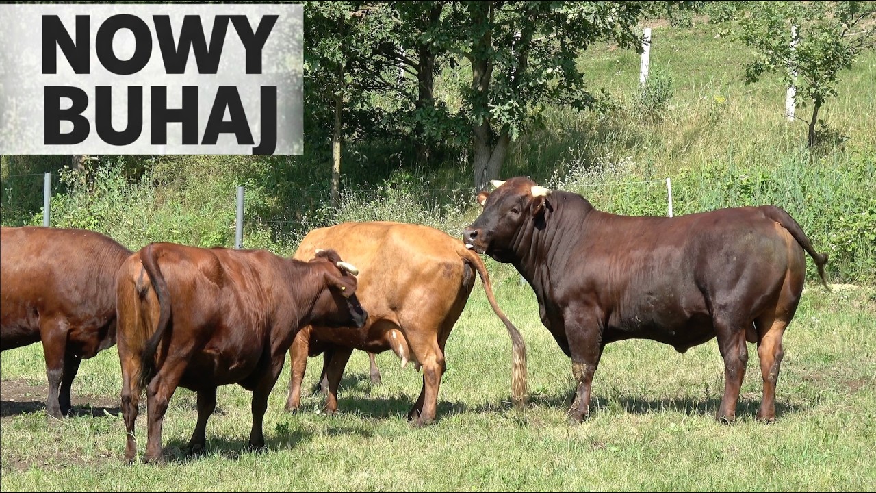 Nowy BUHAJ w stadzie! Samson dołącza do bydła polskiego czerwonego 🐂