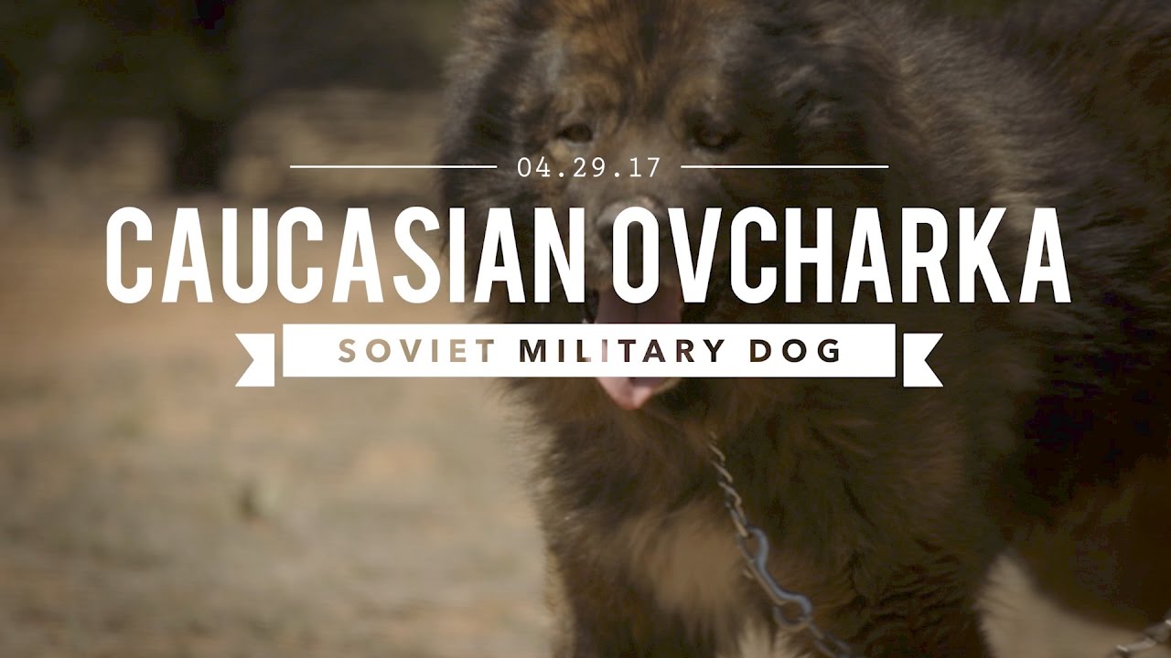 THE CAUCASIAN OVCHARKA BUILT BY THE SOVIET MILITARY