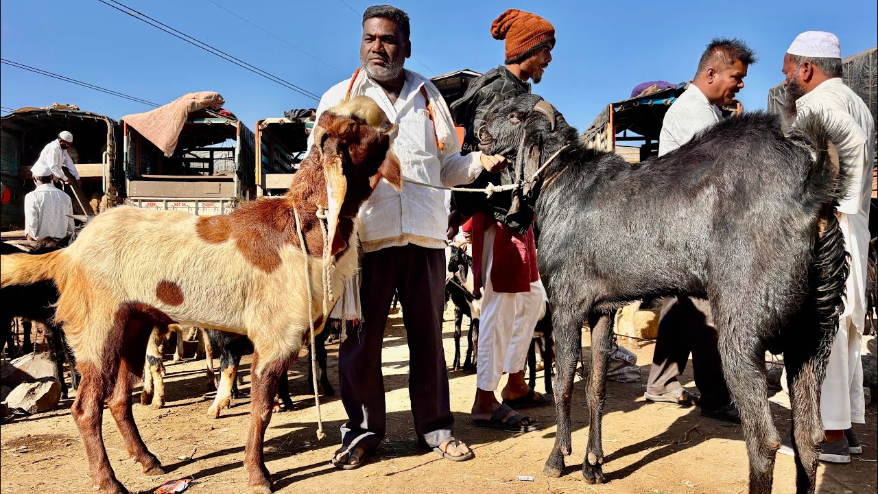 महाराष्ट्रातील सर्वात मोठा शेळ्या,मेंढ्या,कोंबडीचा बाजार | 20/12/2025 (शनिवार)चाकण बकरी बाजार अपडेट 