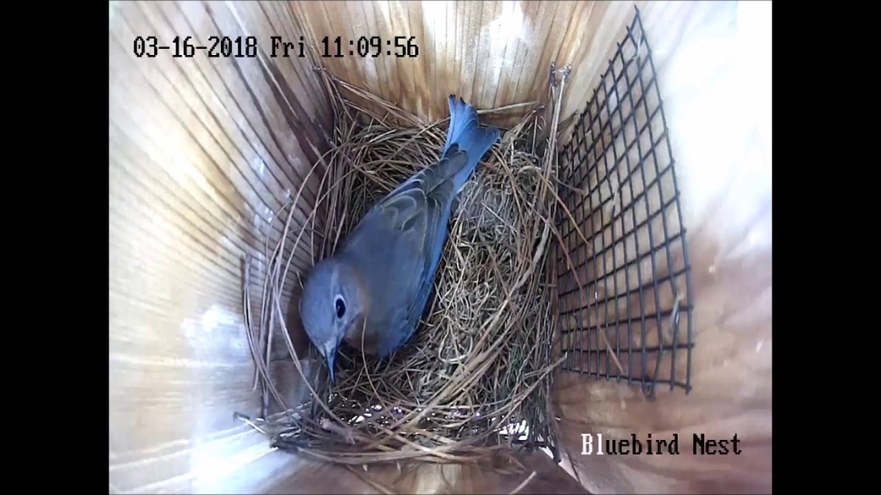 Bluebirds Nest Construction 3 16 18