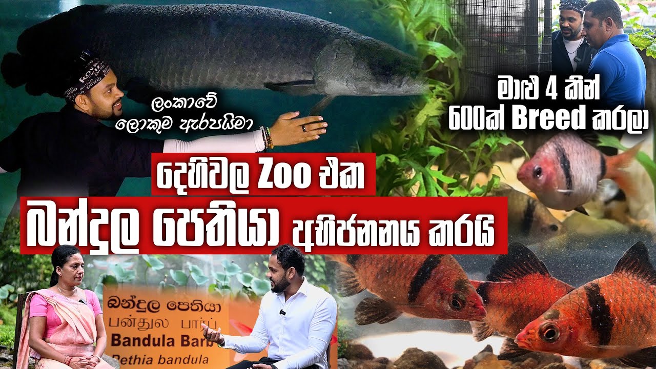 ජපානය - ජර්මනිය FAIL වෙද්දී | ලංකාවේ දෙහිවල Zoo එක බන්දුල පෙතියා අභිජනනය කරයි | Pet Talk