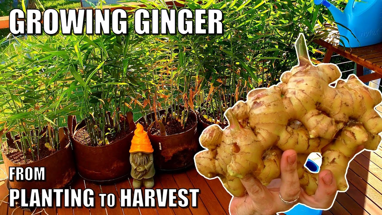 How to Grow Ginger in Containers To Get a HUGE Harvest!