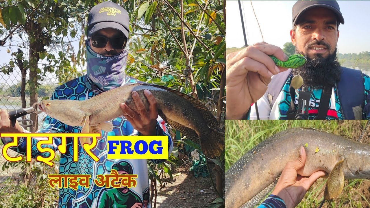 Snakehead fishing tiger frog live attack😱😱😱