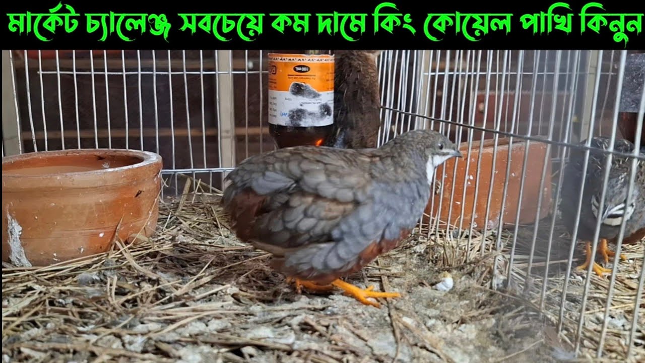 কিং কোয়েল পাখি কিনুন অনেক কম দামে