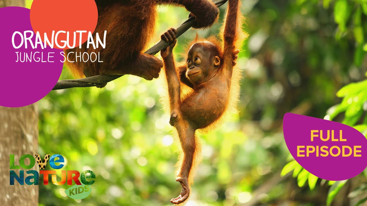 Separated Orangutan Reunites with Mom | Orangutan Jungle School 101+102