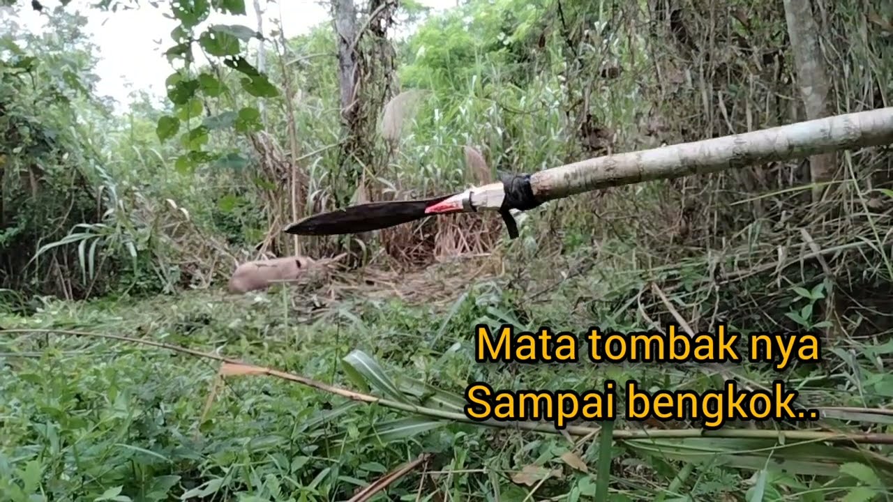 Momen Menghadapi Babi hutan Besar @Caramembuatjebakan