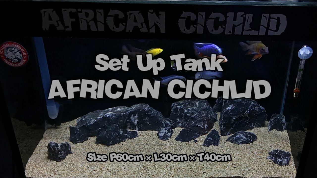 SET UP TANK SIMPLE UNTUK AFRICAN CICHLID (60×30×40)