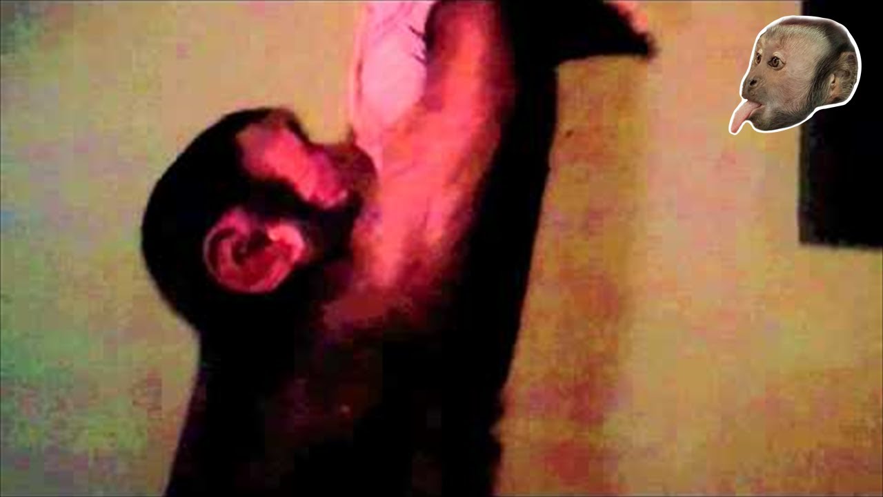 Capuchin Monkey Cleaning the House!