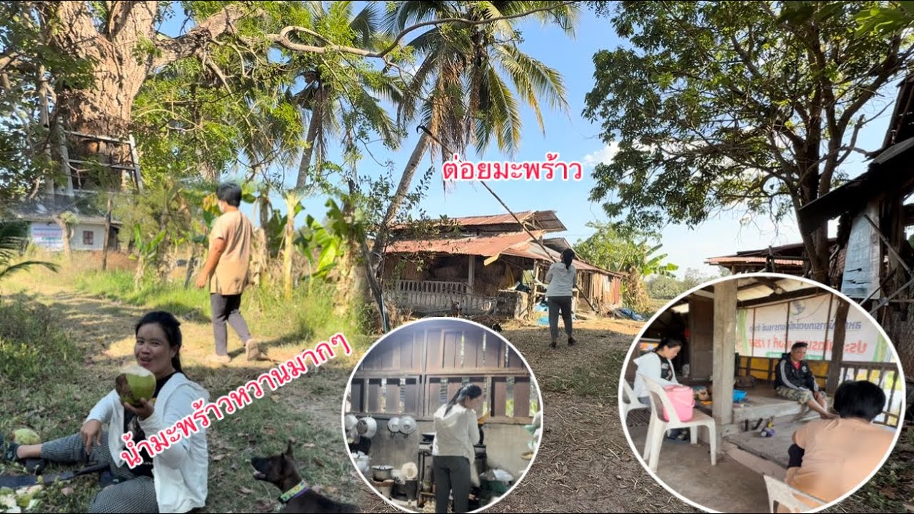 บรรยากาศอยู่ไร่อยู่นาน￼ต่อยมะพร้าวกินวันนี้น้ำมะพร้าวหวานมากๆ/ບັນຍາກາດຢູ່ນາກິນຫມາກພ້າວມື້ນີ້ນ້ຳຫວານໆ
