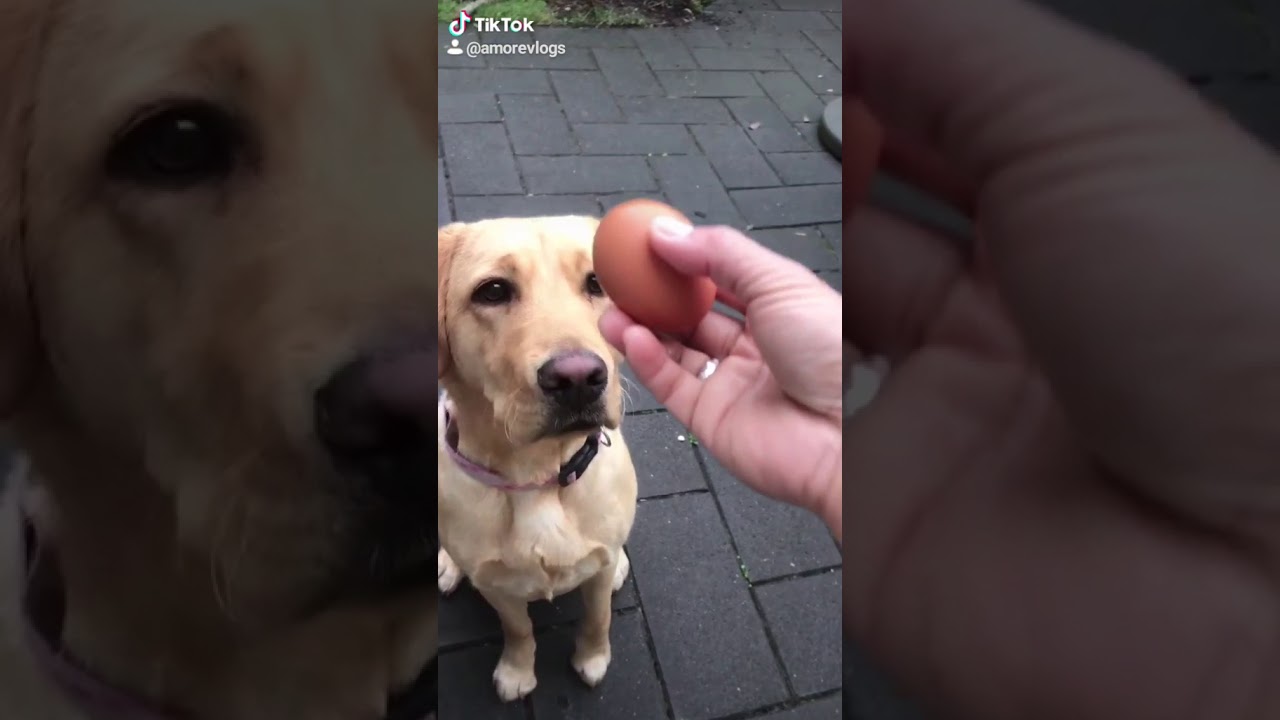 #dogtv#miloandfriends#dogeggchallenge