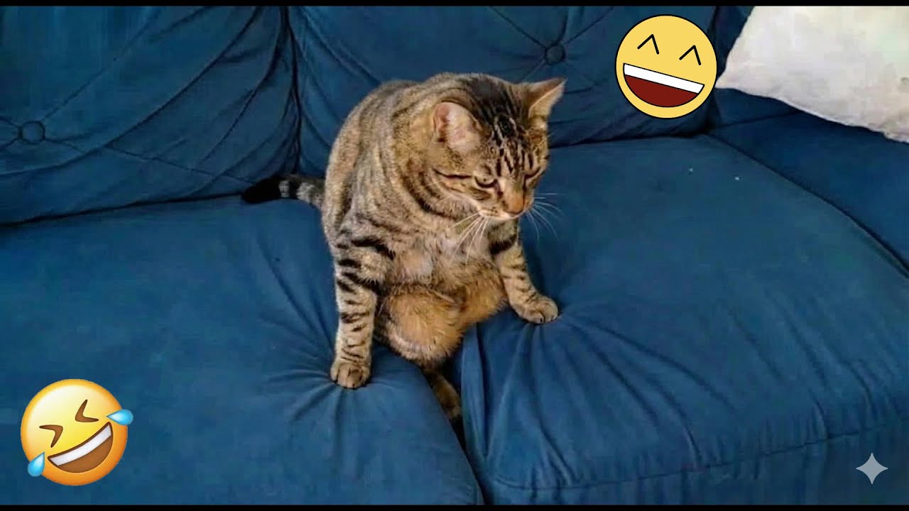You Laugh You Lose 😆 Funniest Cats and Dogs 2026 🐕💛 Part 14