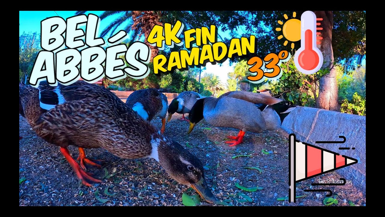 SIDI BEL ABBÉS VUE D'EN BAS 4 AVRIL PRIX FIN RAMADAN 2024 #135  #سيدي_بلعباس  #sidibelabbes #dz