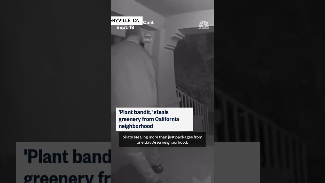 'Plant bandit' steals greenery from California neighborhood