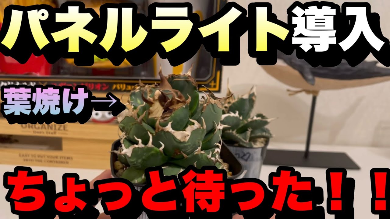 【アガベ】スポットライトからパネルライトにしようと思ってる人ちょっと待って！！
