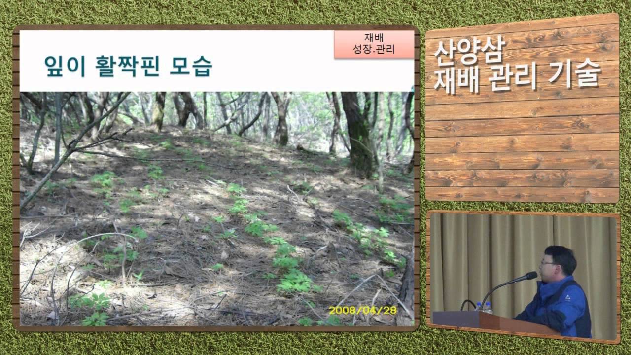 [한국임업진흥원]산양삼 재배관리기술_20130227