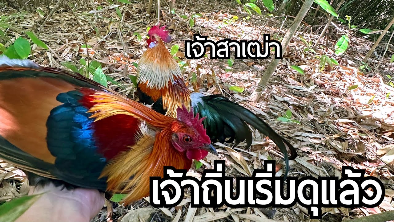 เจ้าสาเฒ่า เจ้าถิ่นเริ่มดุแล้ว [ SevenDoY ]