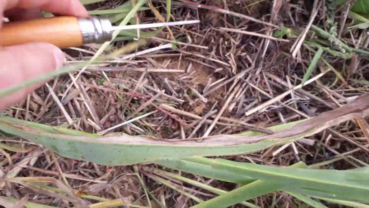 bonus track: Moore Unidrill @ No-till party