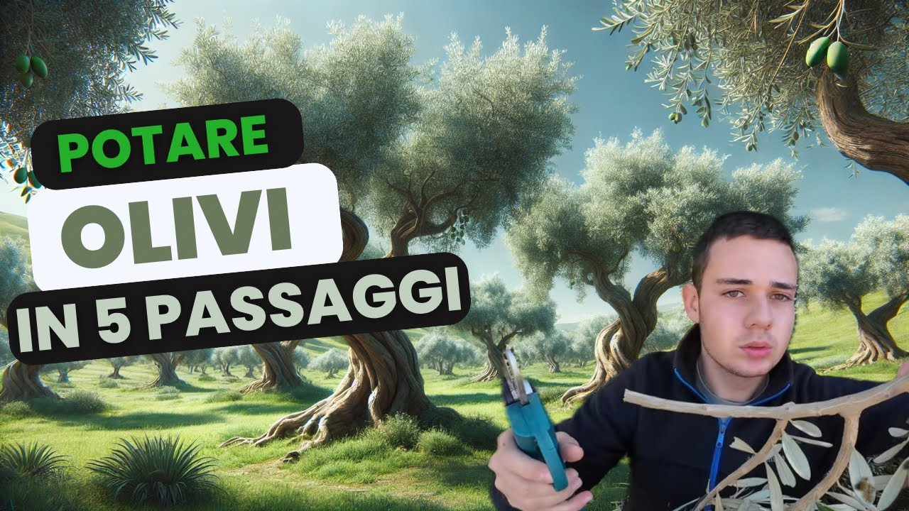 POTATURA OLIVO🫒TUTORIAL COMPLETO🪚