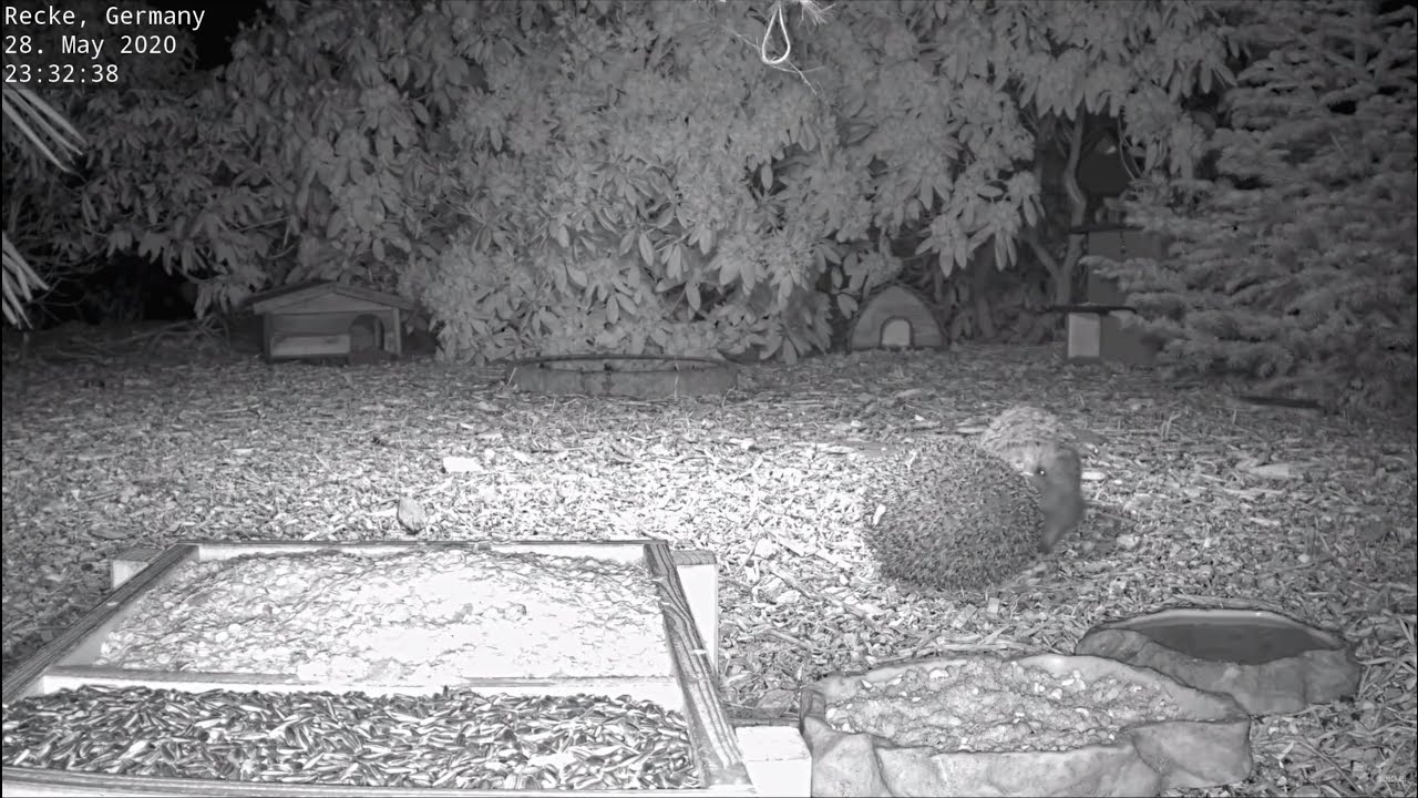 Hedgehog territory behavior - Recke, Germany - May 28, 2020