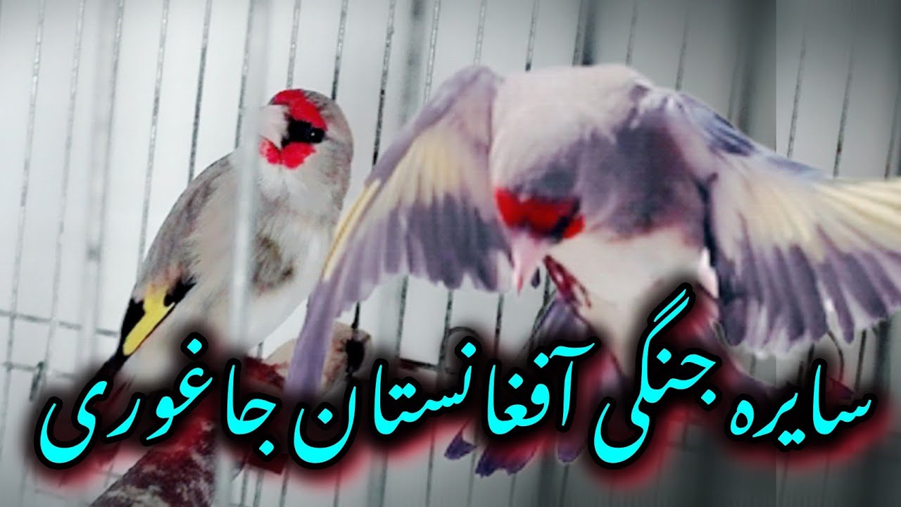 سایره های جنگی جاغوری آفغانستان تقدیم نگاه شمادوستان شوقی سایره 