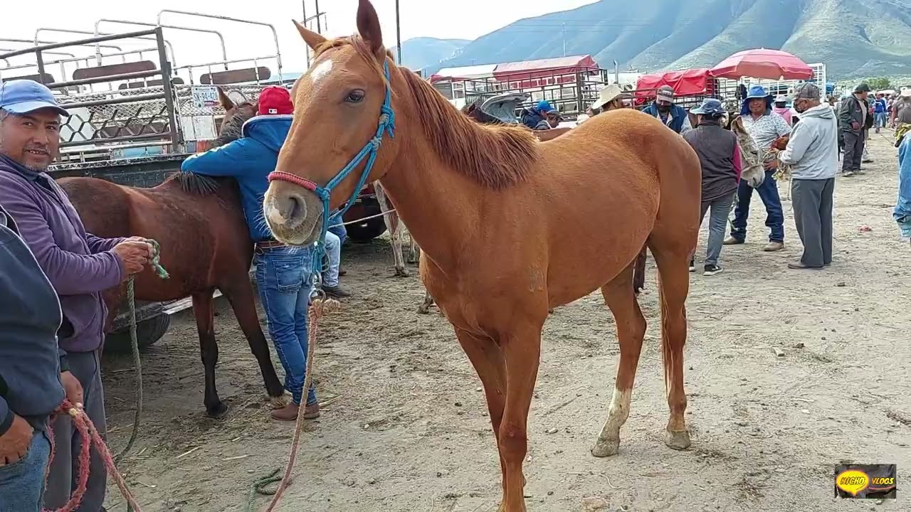 PLAZA GANADERA- EL SALADO- UNA LLAMA DE 35 MIL,BORREGOS COLOMBIA Y LA INCREIBLE AREA 144 ALIENIGENA.
