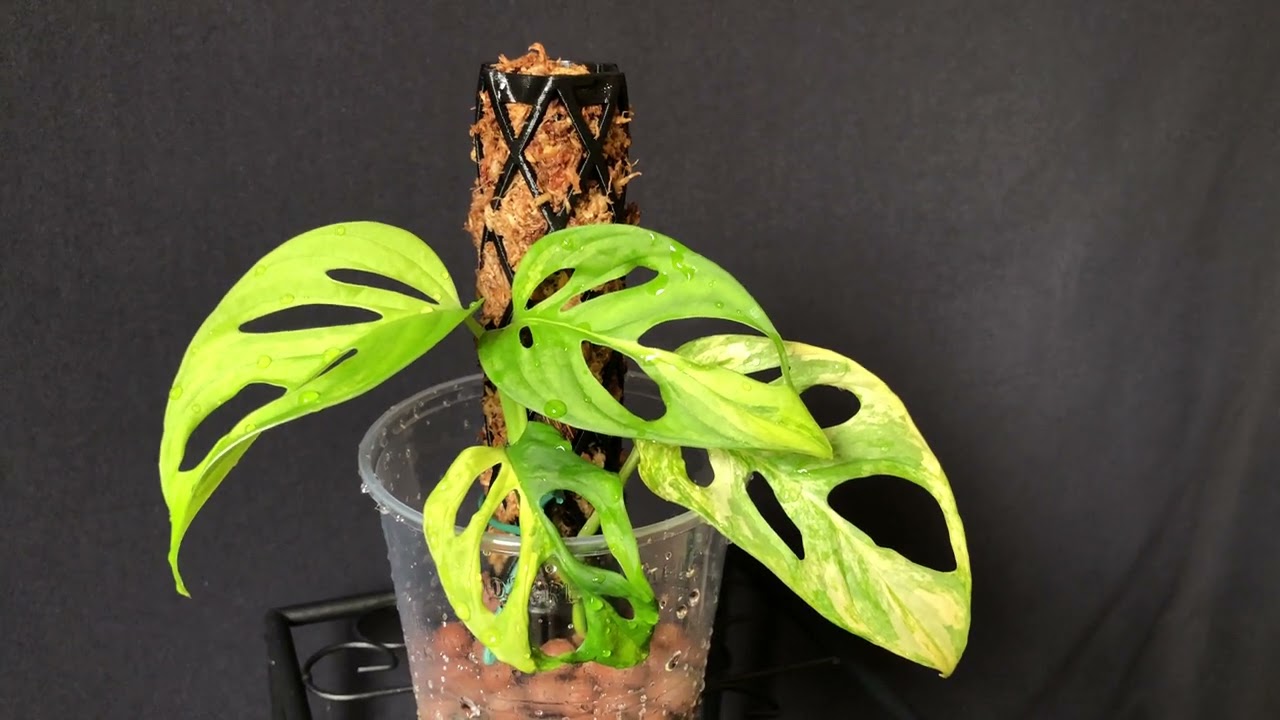 Monstera adansonii Aurea in Semi-Hydro Kultur/ Blähton / Leca