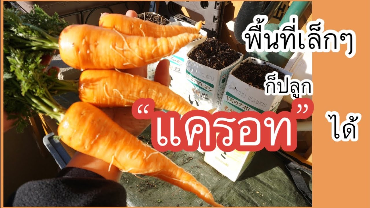 ปลูก”แครอท” ในกล่องรีไซเคิล ไม่มีพื้นที่ก็ปลูกได้ แครอทหัวใหญ่อวบอ้วน!!!!