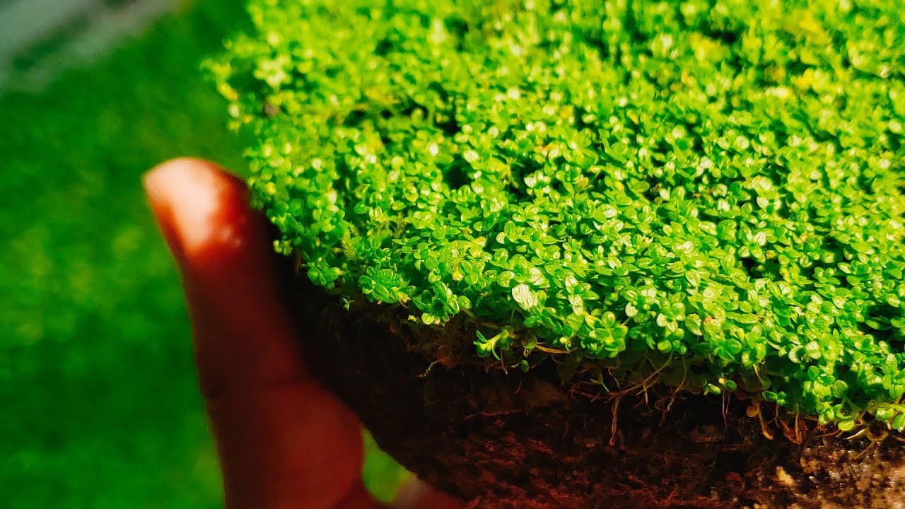 como reproducir planta tapizante MICRANTHEMUM MONTECARLO rapido y facil mejor metodo EMERGIDO