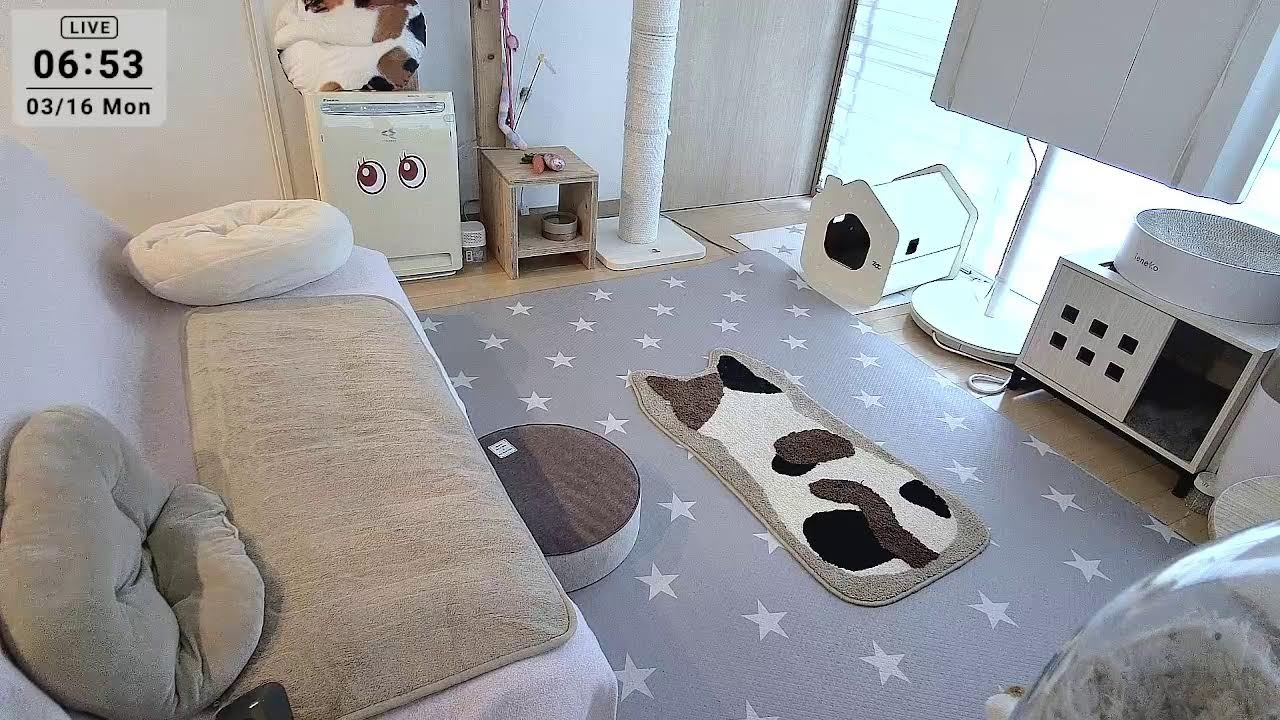 2026.3.16 ニャンコ部屋から生放送！〜猫らの寝相ウォッチング〜