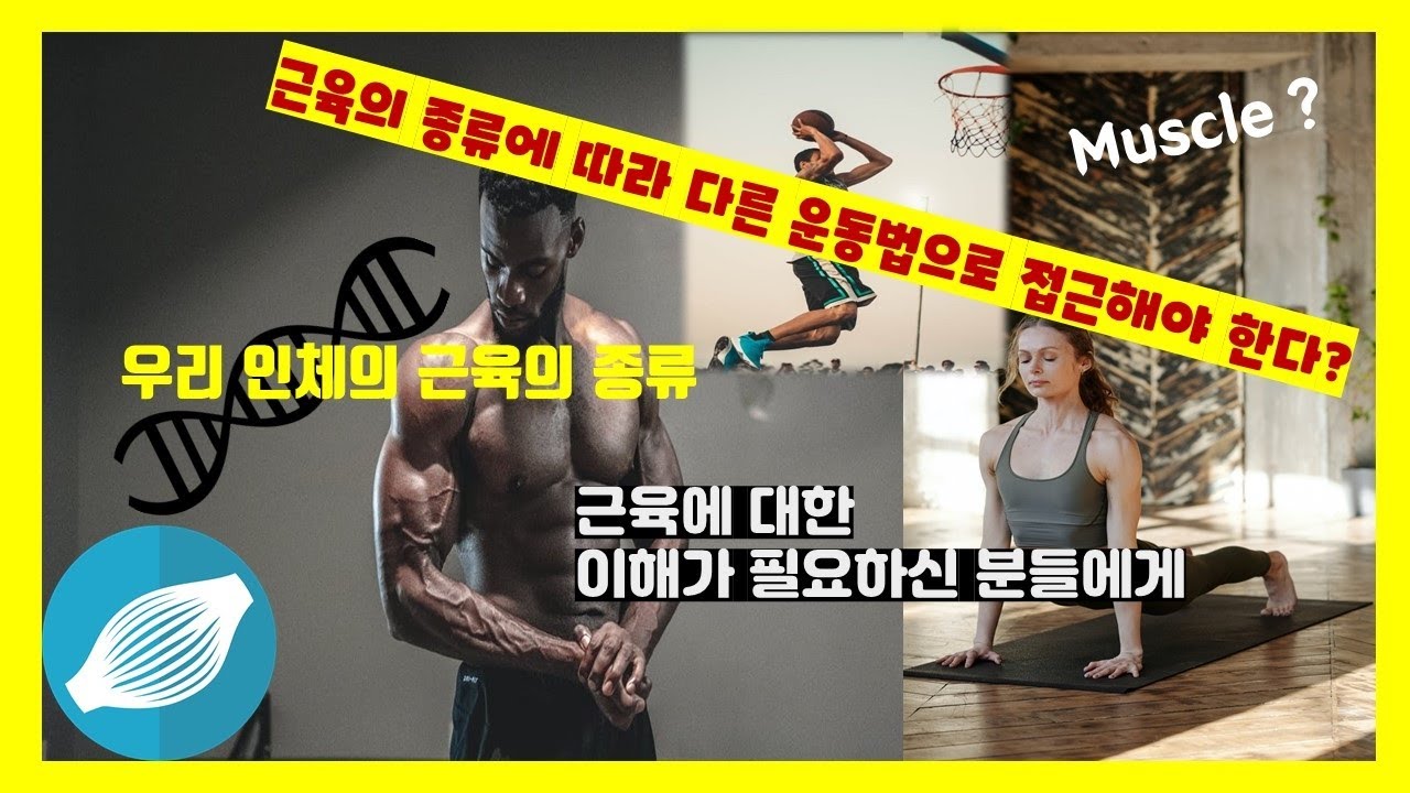 근육의 종류(적색근 VS 백색근)