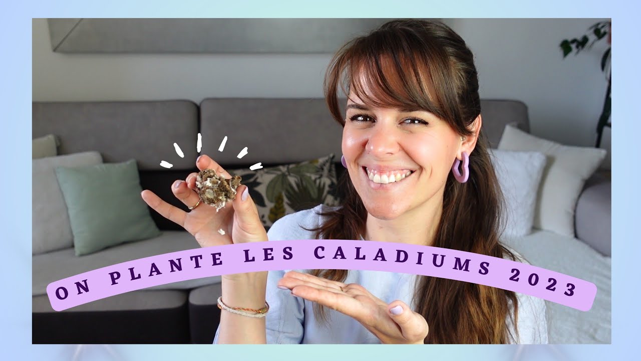 On plante les caladiums 2023! (Mise en terre des bulbes)