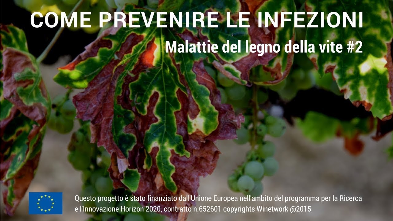 Le malattie del legno della vite #2 - Come prevenire le infezioni