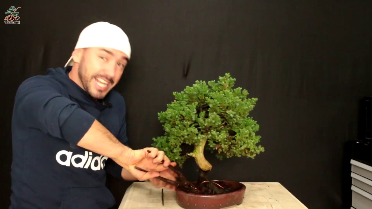 TRANSPLANTE E ATUALIZAÇÃO JUNÍPERO JACARÉ