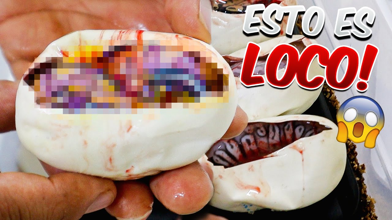 ¡Lo Bueno Y Lo Malo De Cortar Huevos De Serpiente!