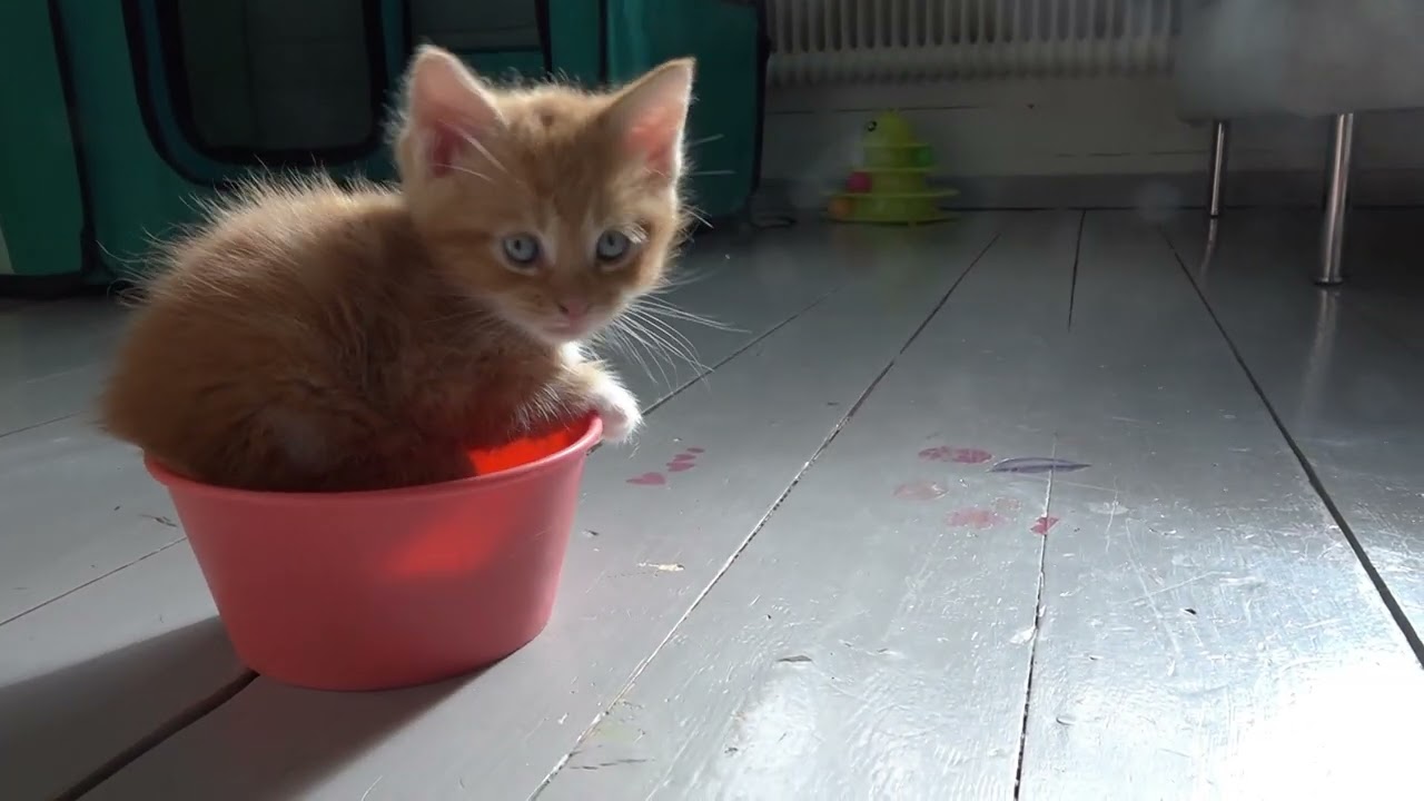 springkittens