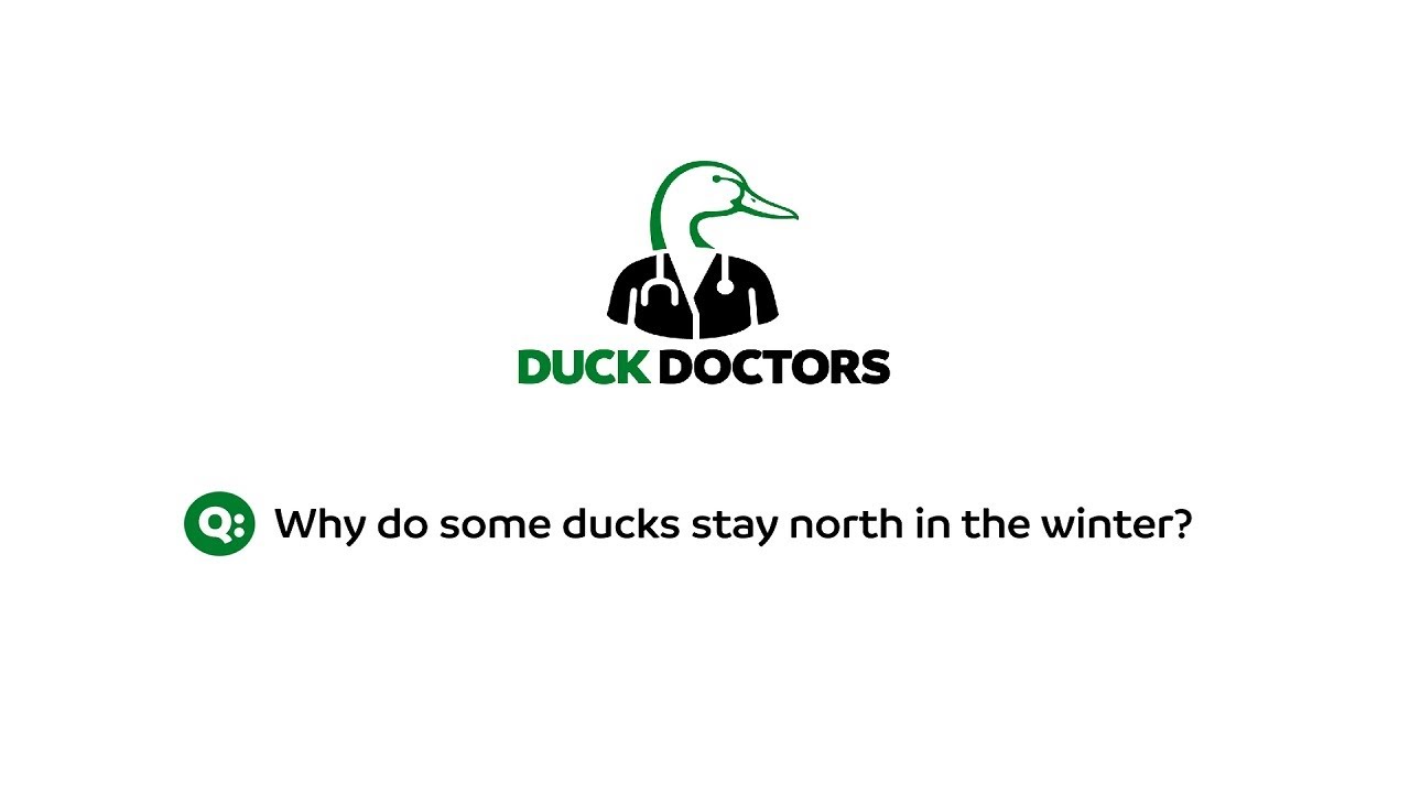 Why do some ducks stay north in winter?