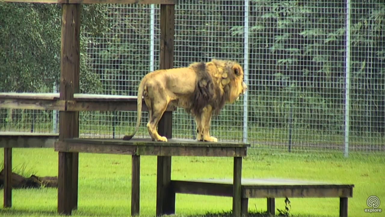You yell at me, i roar at you