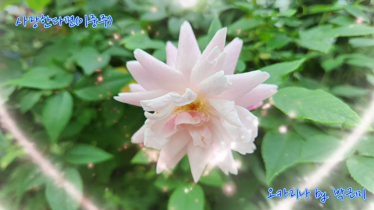사랑한다면(권혁) 이중주 오카리나 연주 박근미 #오카리나 #사랑한다면 #권혁